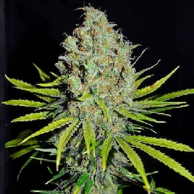 Grape Stomper > Empire Seeds